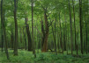 Zdeněk Daněk - Zelená houština (z cyklu Zelené obrazy), 2013, 61 x 85cm